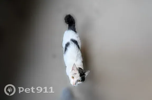 Найдена кошка, Уфа, фото: Найдена кошка, Лесотехникума, Уфа — чёрно-белый котенок-подросток, хвостик крючком