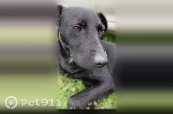 Собаки потеряшки, Уфа, фото: Потеряшка собака, Уфа, Ибрагимова, д. 74/76 — чёрный, очень ласковый