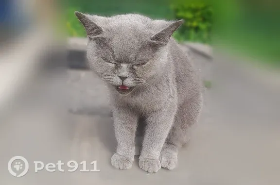 Найдена кошка, Можайск, фото: Найдена кошка, Деревня Старое Село (г Можайск), д. Вагончик охраны, Можайск — темно-серая, британка