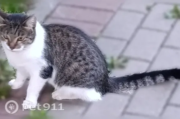 Найденные животные Москва, фото: Найдена кошка, Район Восточное Измайлово (г Москва), Сиреневый, д. 36, Москва — чистая, похожа на домашнюю, растерянная