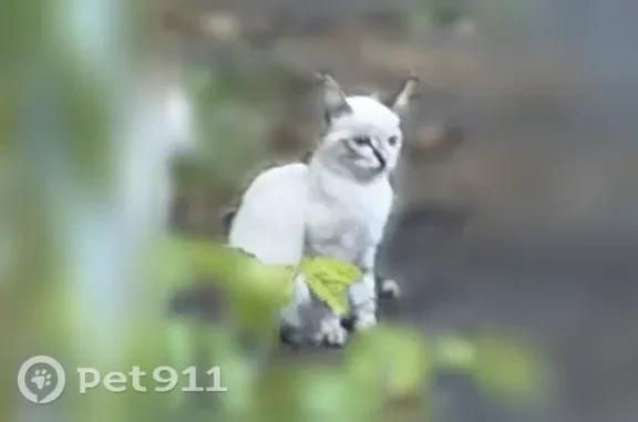Кошка ищет дом, Тюмень (rf1244268) - photo