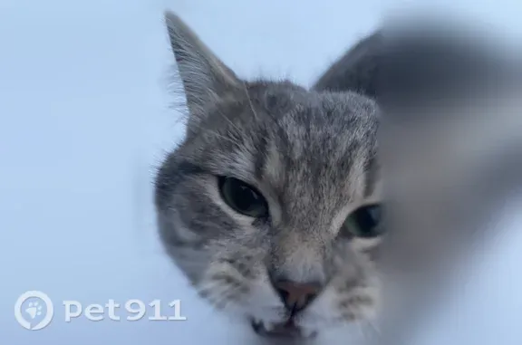 Пропала кошка, Белгород, 4-й Рассветный, д. 16, Белгород — не кастрирован, возможно загулял - photo
