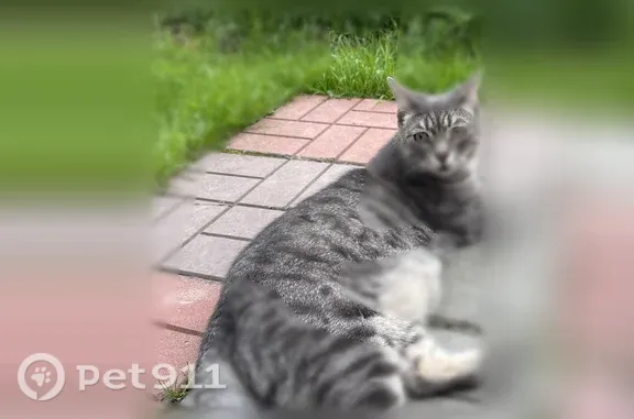 Кошки потеряшки, Советский, фото: Потеряшка кошка, Советский, Ярославская — большой, немного пугливый