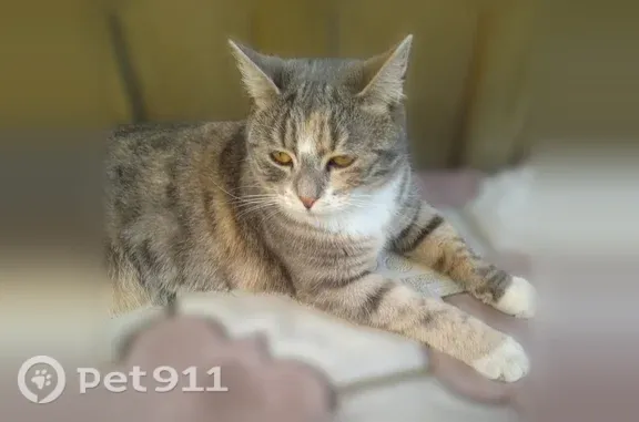 Пропала кошка, Санкт-Петербург, Софьи Ковалевской, д. 11 3 — белое пятнышко на лбу, коротковатый хвостик - photo