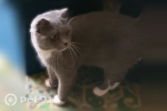 Найдена кошка, Истра, фото: Найдена кошка, Истра, 9-ой Гвардейской Дивизии, д. 36 — серенькая с белой грудкой и лапками