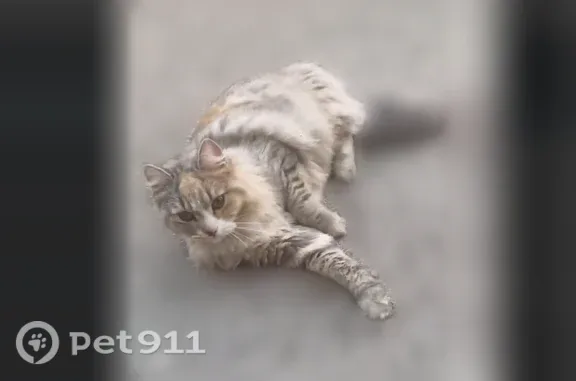 Найдена кошка, Самара, фото: Найдена кошка, Запорожская, д. 15, Самара — очень пушистая, с рыжими пятнами