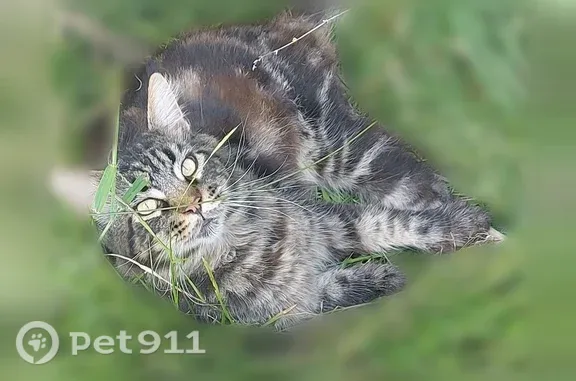 Найдена кошка, Сочи, Докучаева, д. 14, Сочи — похожа на мэйкуна - photo