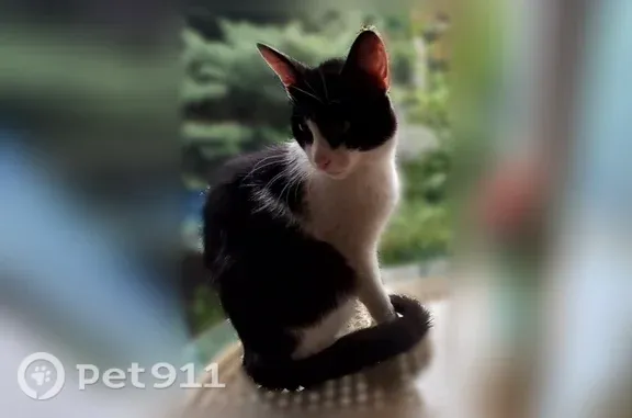 Пропала кошка, 1-й им. Грабина В.Г., д. 3, Краснодар — котик Феликс, 1 год - photo
