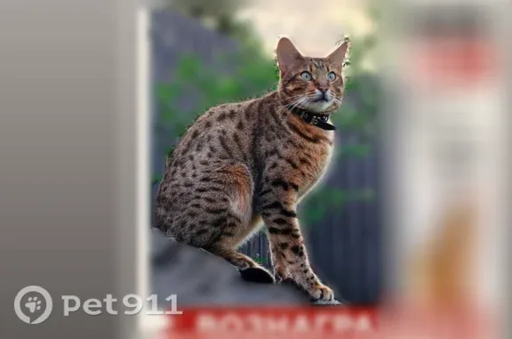 Пропала кошка, Озерки, Санкт-Петербург — предположительно видели в парке Сосновка - photo