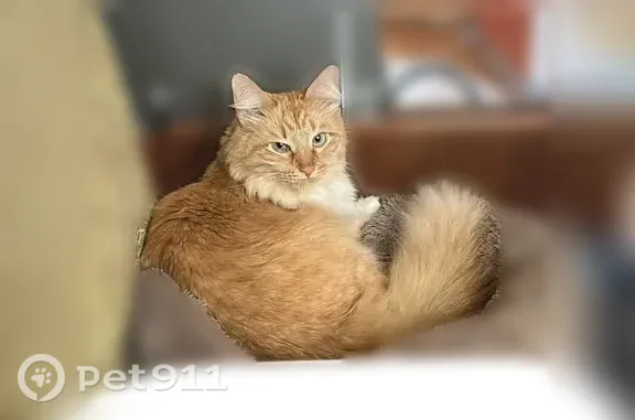Пропала кошка, Иваново, Колотилова, д. 20 — рыжий с белым, кастрированный - photo