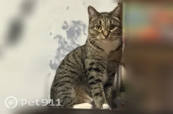Пропала кошка, Березовский, Железнодорожников, д. 6, Берёзовский — полосатая, тигровая - photo