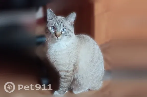Пугливый, кастрированый. Недавно было узи брюшной полости, так что на животе не сильно успела вырасти шерсть. Возле ушей так же может быть меньше шерсти, т. К была аллергея
