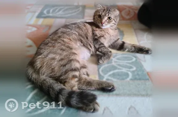 Пропала кошка, Михайлов — ушки опущенные, короткие желто-зеленые глаза - photo
