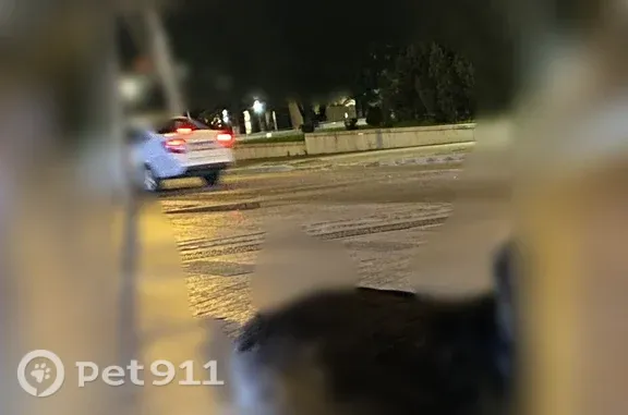 Найдена собака, Пенза, фото: Найдена собака, Пенза, Московская, д. 59 — в тёмно-красном ошейнике