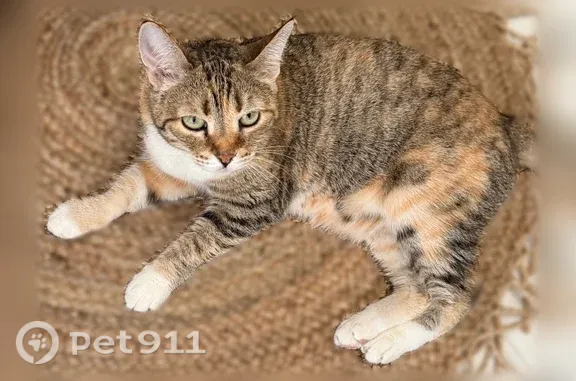 Кошки потеряшки, Марусино, фото: Потеряшка кошка, Село Марусино, Саврасова, д. 30, Марусино — контактная и ласковая кошечка