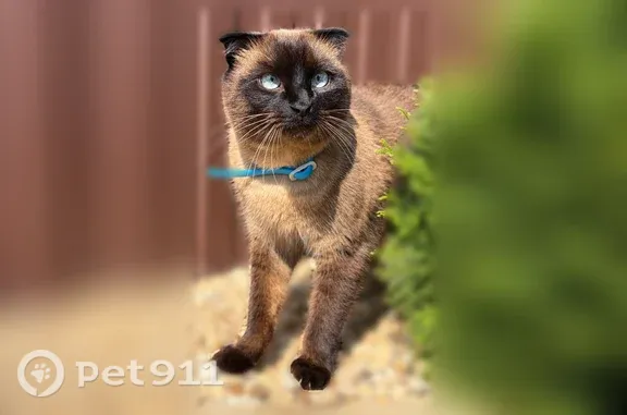 Кошки потеряшки, Бабяково, фото: Потеряшка кошка, Село Бабяково, Крайний, Бабяково — тёмно-коричневое пятно на животе