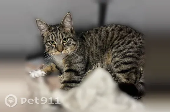 Пропала кошка, Село Хомутово, Ялтинская, Хомутово — серый полосатый табби, светлые грудка и лапки - photo