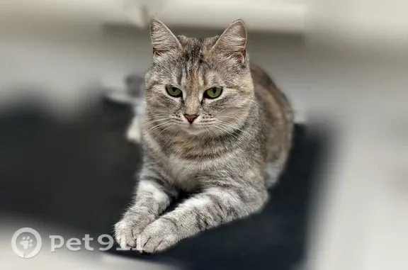 Пропала кошка, Касимов — черепаховый окрас с рыжинками - photo