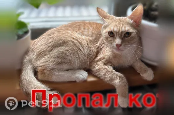 Пропала кошка, 20-летия ВЛКСМ, Воронеж — персикового цвета с белыми полосками - photo