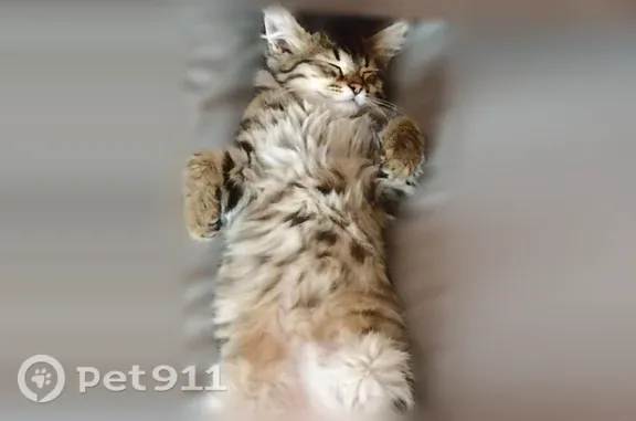 Кошки потеряшки, Миловка, фото: Потеряшка кошка, Село Миловка, Заречная, д. 16, Миловка — котёнок 2,5–3 месяца, буква М на лбу