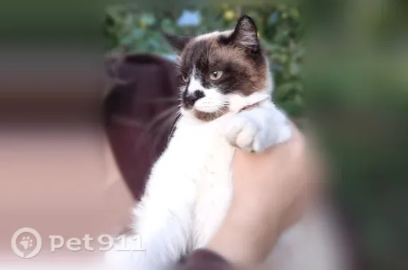 Найдена кошка, Калуга, фото: Найдена кошка, территория снт Автомобилист (г Калуга), Калуга — крупный дружелюбный кот, 2-4 года