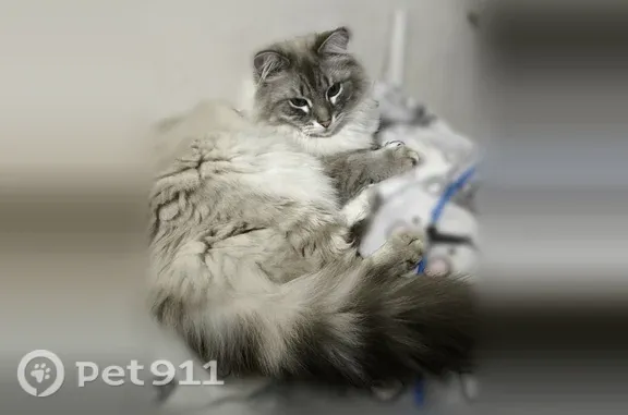 Кошки потеряшки, Архангельск, фото: Потеряшка кошка, Розы Люксембург/Котласская, Архангельск — не идёт к людям