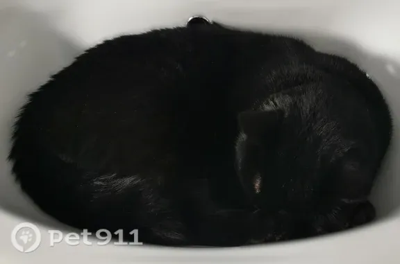 Пропала кошка, Деревня Хмелинец, Хмелинец — чёрный кот с серым ошейником - photo
