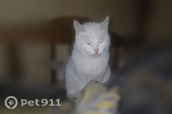Кошки потеряшки, Тула, фото: Потеряшка кошка, район Птицефабрики, Тула
