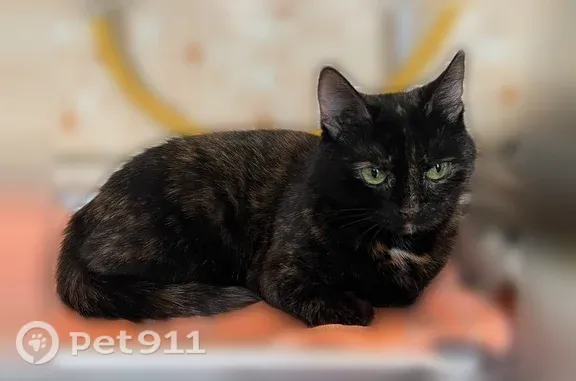 Пропала кошка, Ядрин, Лесная, д. 1 — Лиза, ярко-зелёные глаза - photo