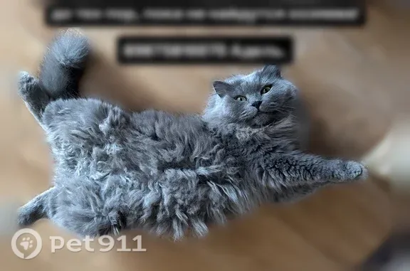 Найдена кошка, Уфа, фото: Найдена кошка, Российская, д. 22, Уфа — серая, зелёноглазая, очень ручная