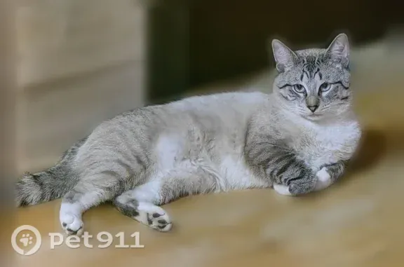 Пропала кошка, Территория ДНТ Свой дом (деревня Костомарово) (г Чехов), Чехов — кот Феликс, 1,5 года - photo