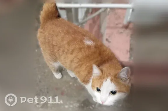 Найдена кошка, Новокузнецк, фото: Найдена кошка, Новокузнецк — ласковая, людей не боится