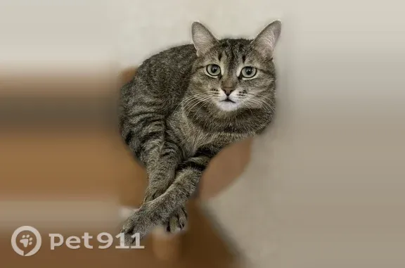 Пропала кошка, Тюмень, Привокзальная, д. 22 — полосатая, пугливая, стерилизованная - photo