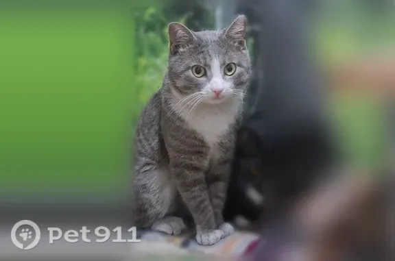 Пропала кошка, Черемхово, Забойщика, Черемхово — серый кот с белой грудкой - photo