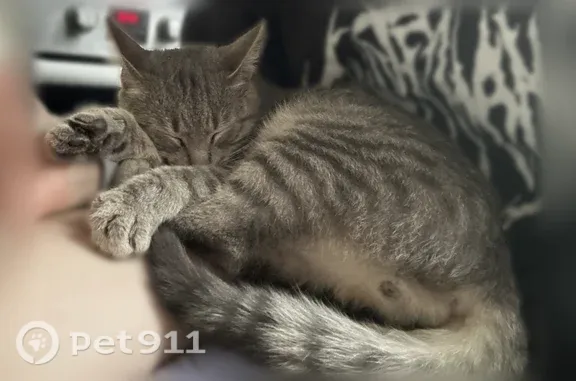 Кошка ищет дом, Олеко Дундича, Санкт-Петербург - photo