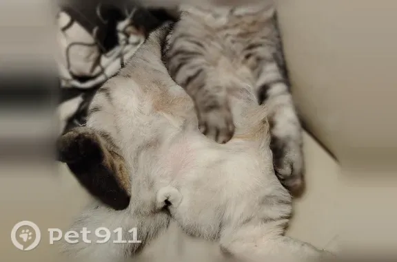 Пропала кошка, Северодвинск — крупная, кастрированная - photo