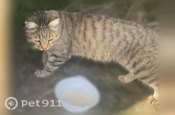 Кошки потеряшки, Нижний Новгород, фото: Найдена кошка, Сельский поселок Новинки, Нижний Новгород — окрас согласно фото