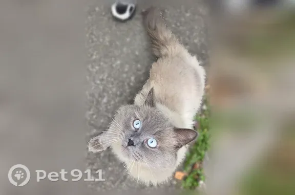 Найдена кошка, Сыктывкар, фото: Найдена кошка, Сыктывкар, Ручейная, д. 30 — пушистая, ластится