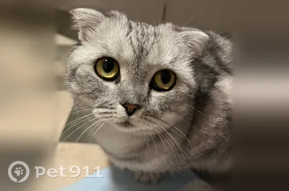 Кошки потеряшки, Уфа, фото: Потеряшка кошка, Аксакова, д. 91, Уфа — пугливая, стройного телосложения