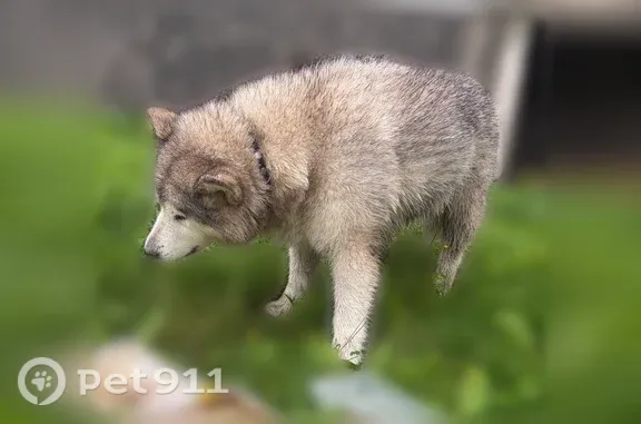 Найдена собака, Псков, фото: Найдена собака, Псков, Алтаева, д. 5