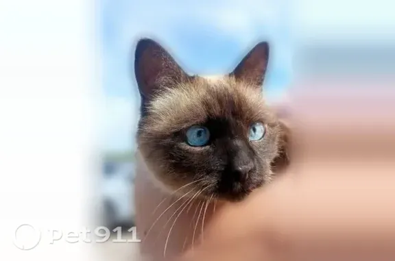 Найдена кошка, Ярославль, фото: Найдена кошка, Ярославль, Фрунзе, д. 30 — сиамский кот, кастрированный