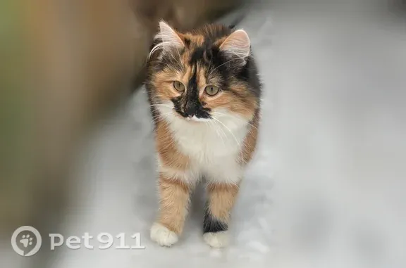 Пропала кошка, Миньяр — трёхцветная - photo