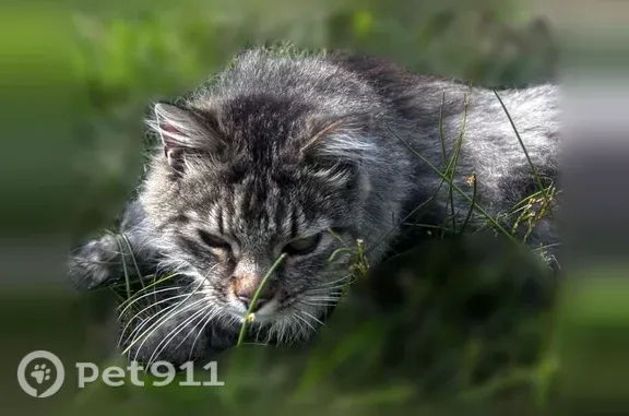 Пропала кошка, Всеволожск, Обороны, д. 17а — сибирский кот, камышовый окрас - photo