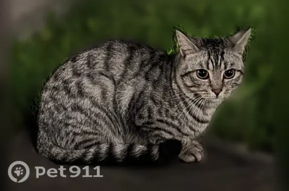Найдена кошка, , фото: Найдена кошка, Микрорайон Левобережный (деревня Кисловка), Левитана, д. 5 — породистая, прячется днём