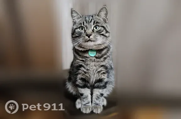 Кошки потеряшки, Лебедянь, фото: Потеряшка кошка, Лебедянь, Почтовая, д. 14 — кастрирована, тёмно-зелёный ошейник с медальоном