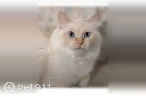 Кошка ищет дом, Иваново, Кохомское — 7 лет, кастрирована, очень любвеобильная - photo
