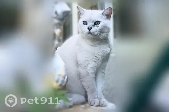 Пропала кошка, Симферополь, Маршала Жукова, д. 26а — белый кот с царапиной под глазом - photo