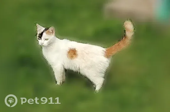 Объявления о пропавших и найденных животных, Рощино, фото: Кошка ищет дом, Городской поселок Рощино, Красноармейская, д. 12, Рощино — молодая кошка около 6 месяцев, не боится людей