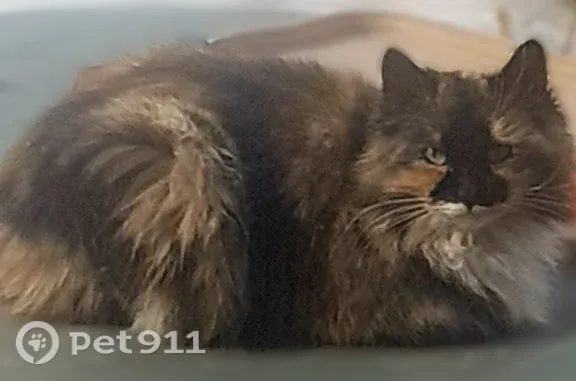 Пропала кошка, Коркино, Южный, д. 5, Коркино — миниатюрная, очень ласковая - photo