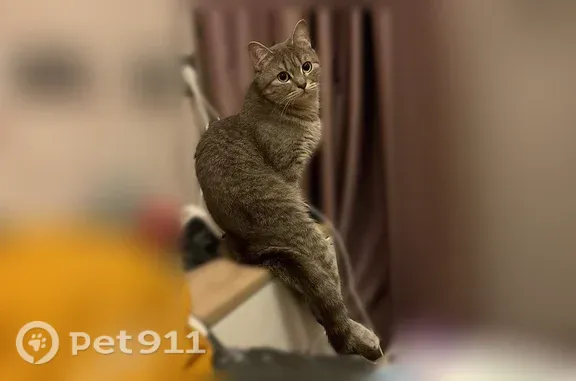 Пропала кошка, Видное, Героя Советского Союза В.Н.Фокина, д. 6 — шотландская прямоухая, молодая, зовут Шанти - photo